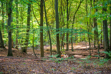 Laubwald im Kaiserstuhl 