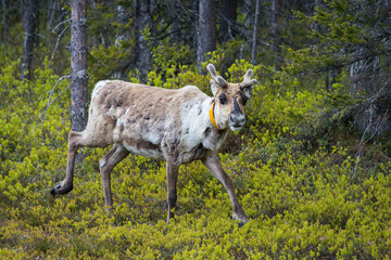Naklejka na ściany i meble Curious reindeer grazing in a finnish forest