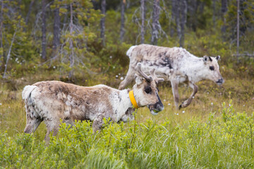 Fototapeta premium Grazing reindeers in the finnish wilderness