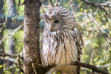 Grey Owl resting on a tree in a finnish forest