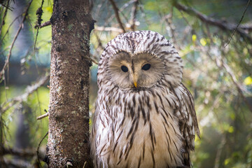 Closeup of Great Grey Owl sitting on a tree in FInland