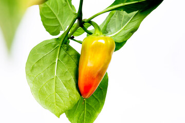 sweet paprika pepper growing on a bush on a white background