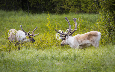 Flock of reindeers with impressive antlers grazing in the nature in Finland
