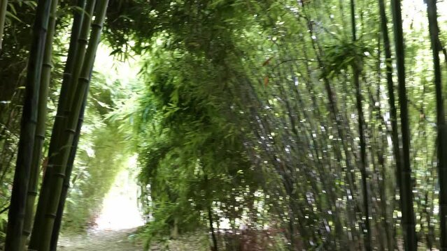 bamboos in a bamboo forest