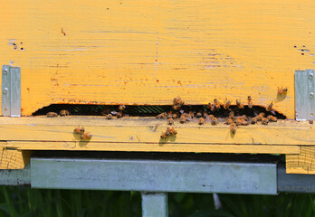 yellow hive for honey production and bees buzzing around