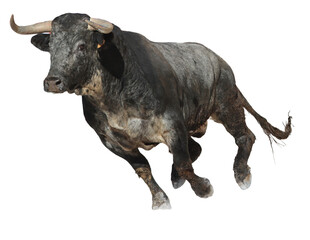 black bull on isolated a white background	 - obrazy, fototapety, plakaty