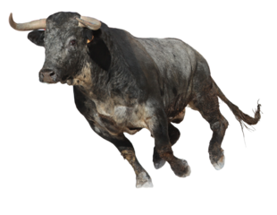 black bull on isolated a white background	