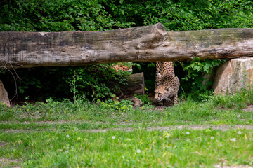 Gepard im Zoo Leipzig