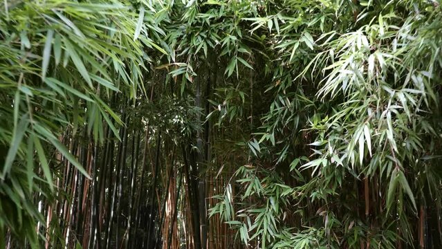 bamboos in a bamboo forest