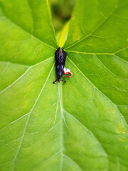 caddis fly on leaf