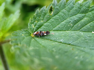 moth on a leaf