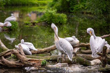 Pelikan im Zoo Leipzig
