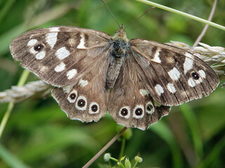 Fototapeta premium butterfly on leaf