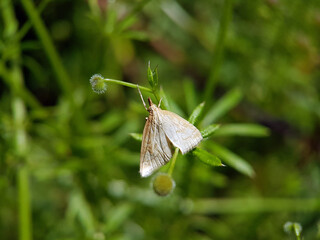 butterfly on the grass