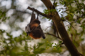 Flughund im Gondwanaland,Zoo Leipzig