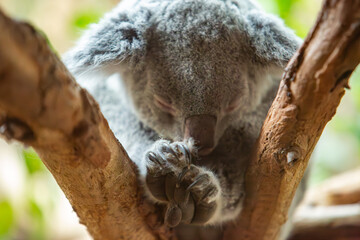 Koala im Zoo Leipzig