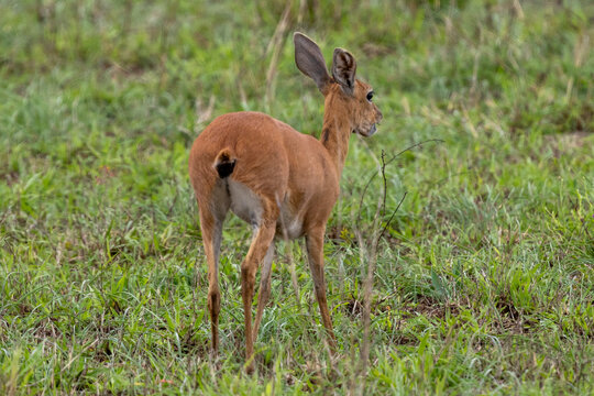 Fl&uuml;chtendes Steinb&ouml;ckchen Weibchen in der Grassavanne