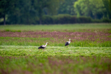 Störche suchen Beute auf frisch gemähtem Feld
