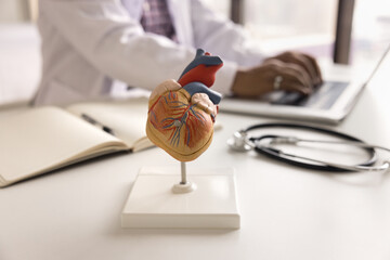 Close up shot of heart organ anatomical model on workplace table of cardiologist doctor. Educational object on desk of medical college professor man typing on laptop in blurred background