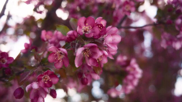 Close up of cherry tree blooming in springtime. Slow motion. 