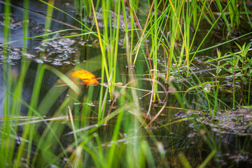 Karpfenteich mit Schilf