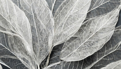 nature pattern of dry petals transparent leaves with natural texture as natural background or wallpaper for screen macro texture skeleton flower petal monochrome aesthetic beauty of nature