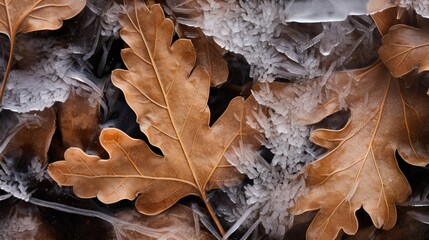 Frozen oak leafs - abstract natural background