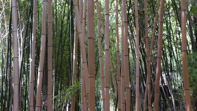 bamboos in a bamboo forest