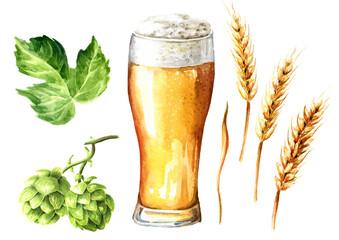 Glass of Light beer and Fresh green hops and ears of wheat and barley set. Hand drawn watercolor illustration isolated on white background