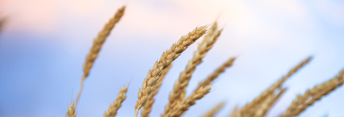 The ripe ears of wheat in field