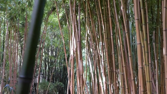 bamboos in a bamboo forest