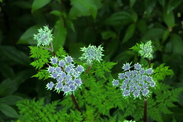Conioselinum nepalense