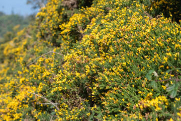 Common gorse (ulex europaeus) flowers in bloom