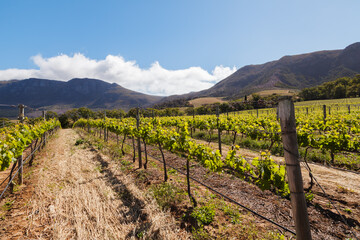 Fototapeta na wymiar Grapevines in the Western Cape 