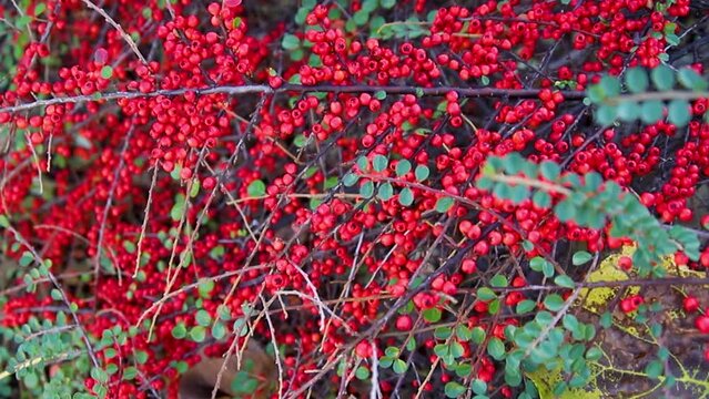 Plants of creeping cotoneaster with many bright green shiny leaves, red berries.A large bush grows in the park. An ornamental plant.