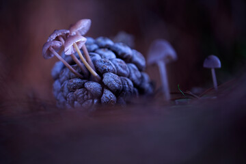 Mycena seynii