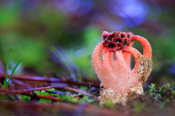Colus hirudinosus
