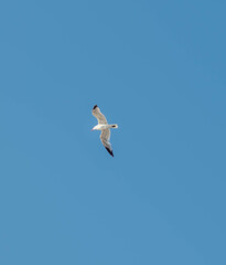 seagull in the sky