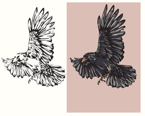 vector drawing coloring book wild bird raven in flight