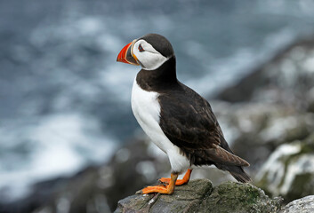 Puffin looking out to Sea
