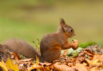 Naklejka na ściany i meble Red Squirrel, Scientific name, Sciurus vulgaris, Cute red squirrel with tufty ears, alert and holding a walnut in Autumn, facing right. Kinloch Rannoch. Scottish Highlands, UK. Horizontal. 