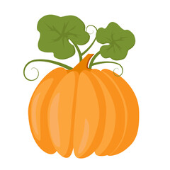 Orange Pumpkin with leaves on white background. Vector illustration.