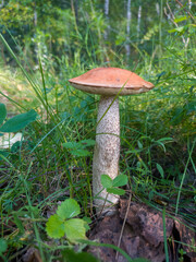 Mushroom Leccinum Aurantiacum Orange-Cap Boletus. Leccinum aurantiacum growing in forest.