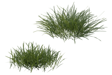 Bunches of grass on a transparent background. 3D rendering.	