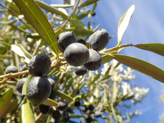 Olive tree branches with beautiful natural light and blue sky in background. Olive leaves blooming. Space for text, oil extraction process, olive tree leafs, Harvesting olives in Jijel Algeria Africa.