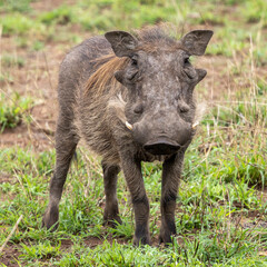 Ein Warzenschwein in der Frontale im Krüger Nationalpark