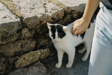 Cute white and black cat near a stone wall on a street.