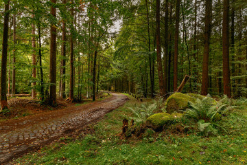 Moosbedeckte Felsen am "Neuen Damm" in den "Heiligen Hallen", einem Buchenwald-Naturreservat im Naturpark Feldberger Seenlandschaft