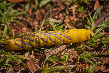 Death's head Hawkmoth (Acherontia atropos) larva 15411