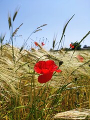 poppy in the field